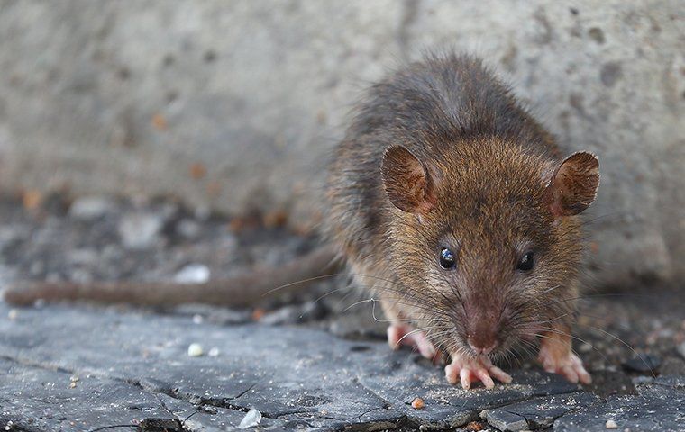 Ultimate Guide To Rodent Prevention And Control Keeping Your Colorado