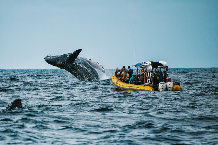 Ultimate Whale Watch And Snorkel Best Maui Whale Watch Tours