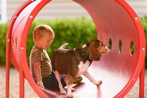 Unleashed Dog Park Design And Planning Tips Playcore