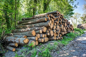 Use Of Forest Products On The Rise As Consumers View Wood As Greener