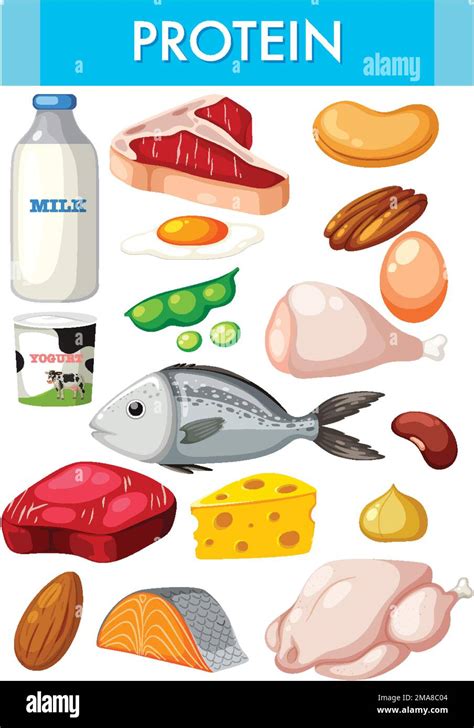 Variety Of Protein Foods Illustration Stock Vector Image Art Alamy