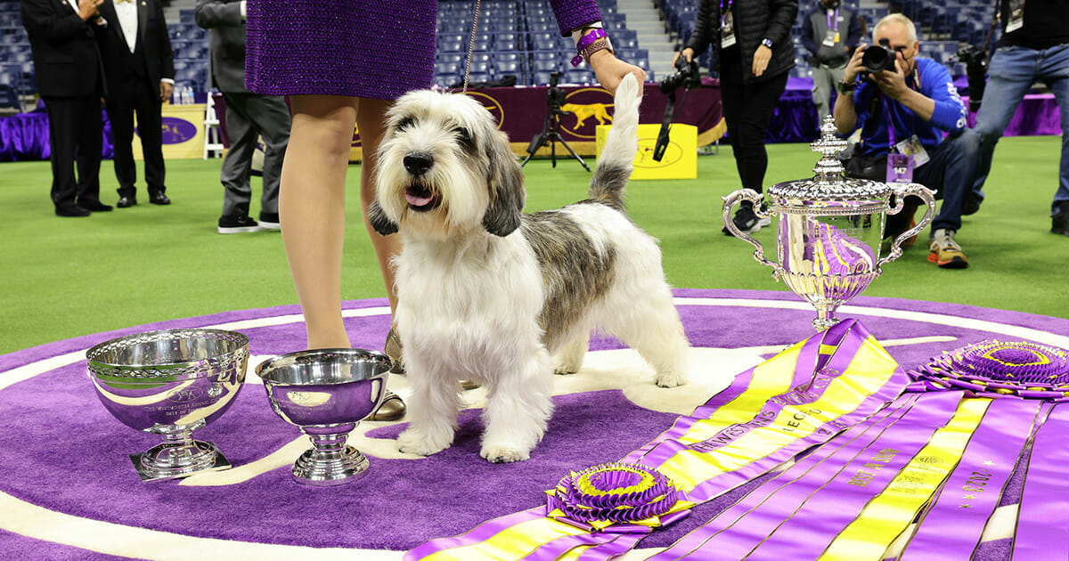 Design The Ultimate Dog Show Winner Outfit In 5 Steps - Coe Psu