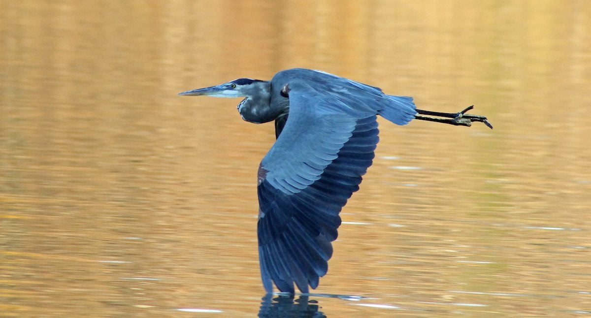 What Do Great Blue Herons Eat 8 Amazing Facts About These Beautiful