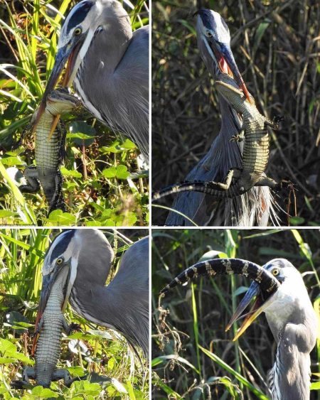 What Do Herons Eat