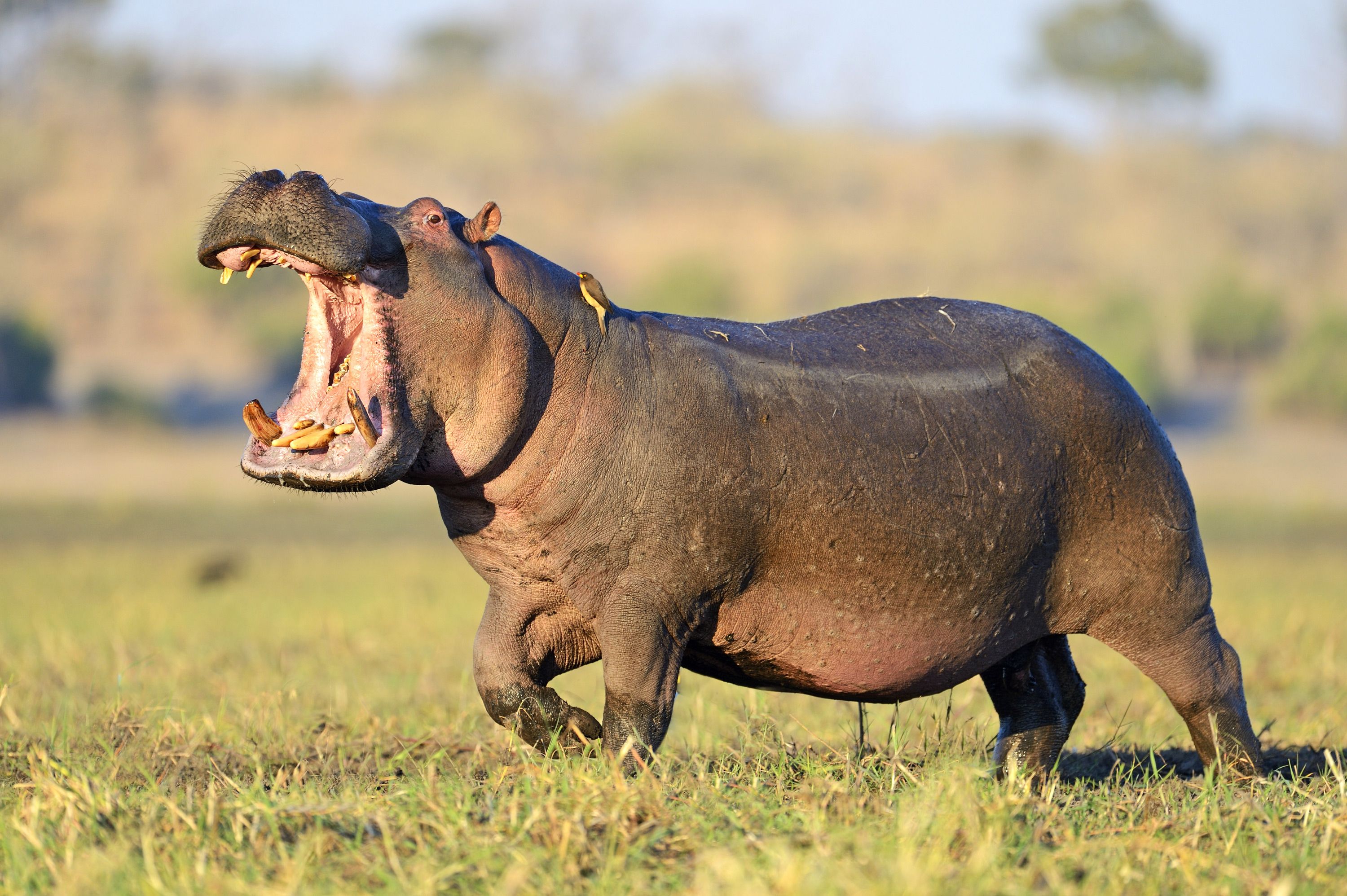 What Is The Most Powerful Terrestrial Animal On Earth The Earth