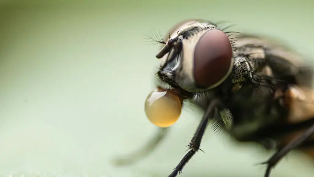 Why Do Flies Make A Buzzing Sound Aboutbugz Com