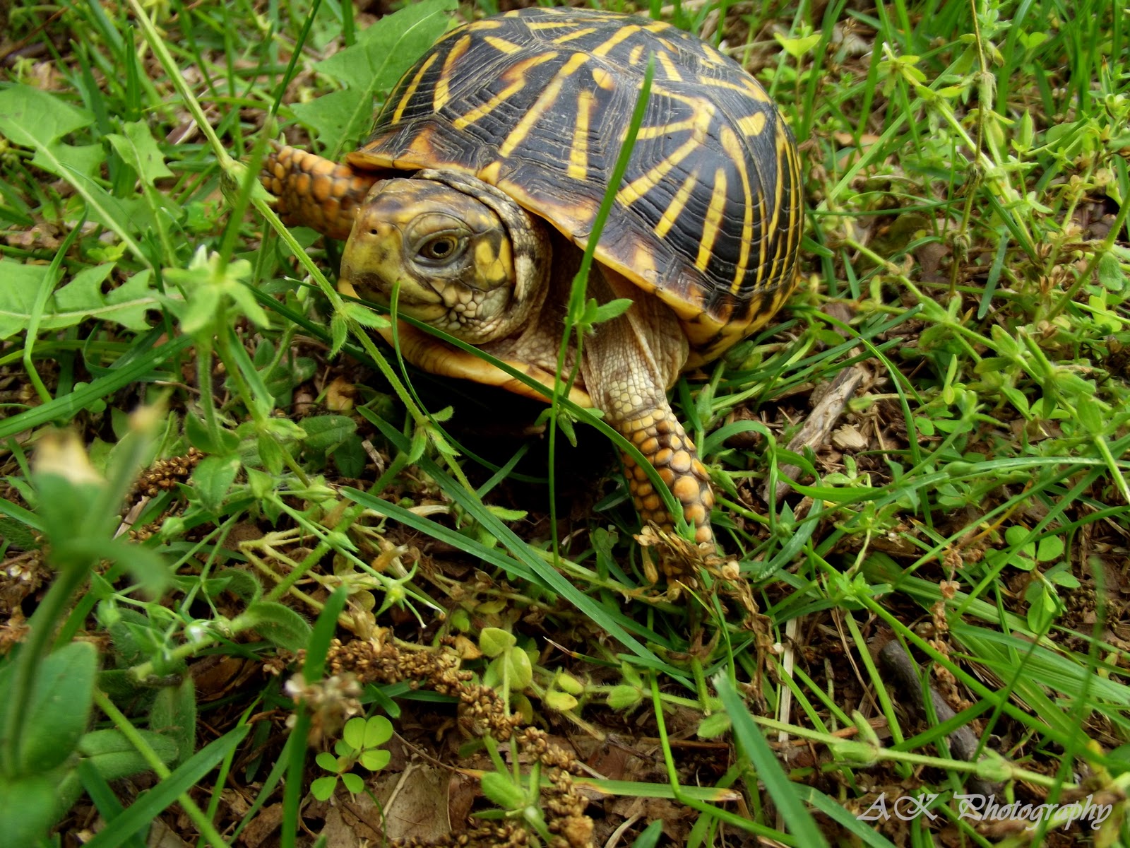 Wild Outdoors Missouri Box Turtles