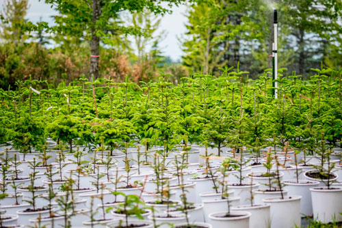 Wolcyn Tree Farms And Nursery In Cambridge Mn Saveon